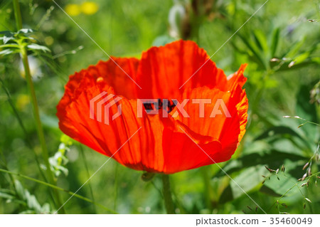 Red poppy flower on green grass 35460049