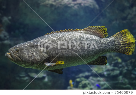 Big spotted grouper fish at an aquarium 35460079