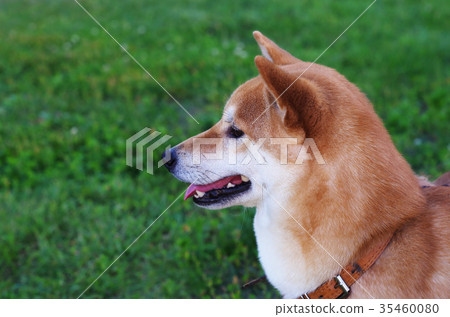 shiba inu puppy on grass background shiba inu puppy on grass background 35460080