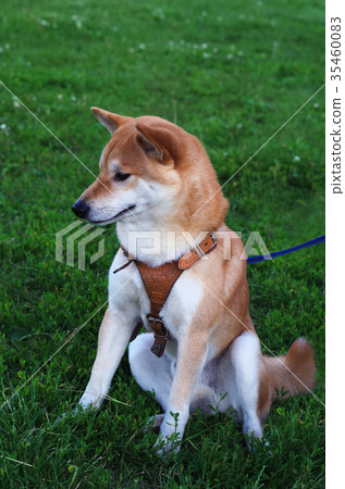 shiba inu puppy background shiba inu puppy background 35460083
