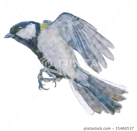 Great tit Japanese tit watercolor 35460537
