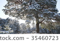 Winter fir forest in the snow in the sun 35460723