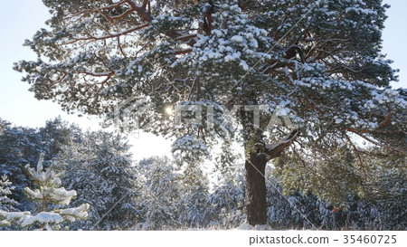 Winter fir forest in the snow in the sun Winter fir forest in the snow in the sun 35460725