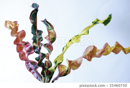 Croton leaves Croton leaves 35460730