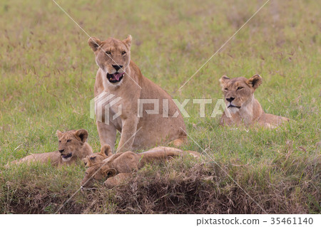 Lioness with her cubs in in Ngorongoro crater 35461140