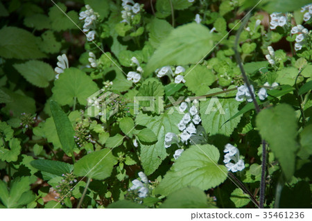Hakuhana Taninamiso Tatsunamiso Hakuhana Taninamiso Tatsunamiso 35461236