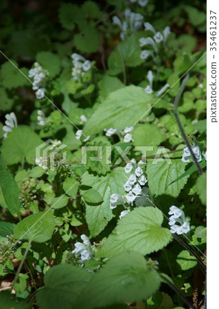 Taninamiso Tatsunamiso Taninamiso Tatsunamiso 35461237