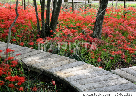 Cluster amaryllis 50 35461335