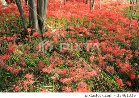 Cluster amaryllis,52 Cluster amaryllis,52 35461339