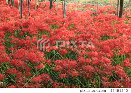 Cluster amaryllis 53 35461340