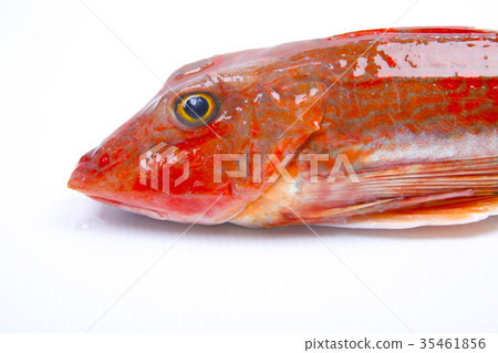 Food ingredients 35461856