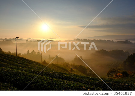 Tea field and sea of clouds (Tsugase, Nara city) 35461937