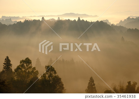 Tea field and sea of clouds (Tsugase, Nara city) 35461938