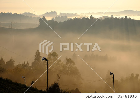 茶園和雲海（奈良市ase瀨市） 35461939