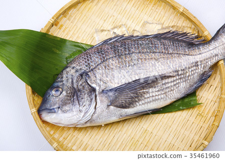 圖庫照片: 鯛魚 鯛魚