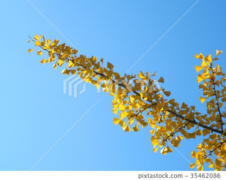 Ginkgo yellow leaf yellow ginkgo tree Ginkgo yellow leaf yellow ginkgo tree 35462086