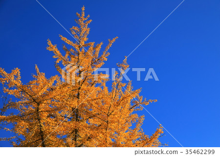 Autumn leaves 35462299