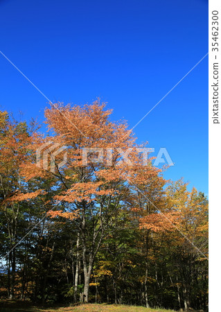 Autumn leaves Autumn leaves 35462300