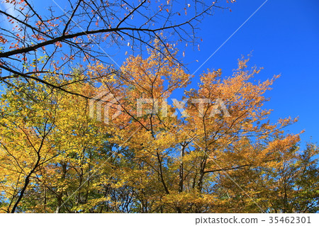 Autumn leaves 35462301