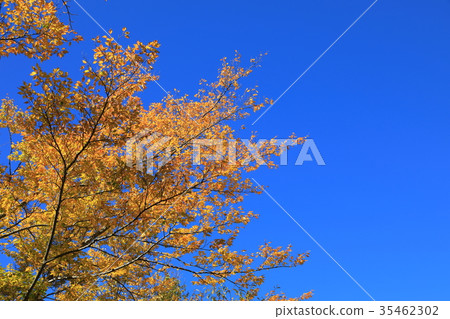 Autumn leaves Autumn leaves 35462302