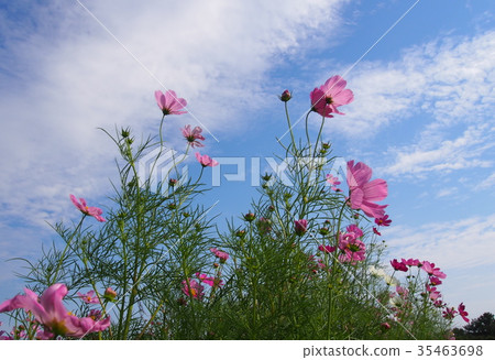 粉紅宇宙 35463698