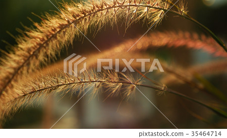 Beautiful grass ear spikes at the sunset 35464714