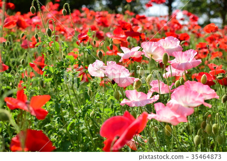 Poppy Poppy 35464873