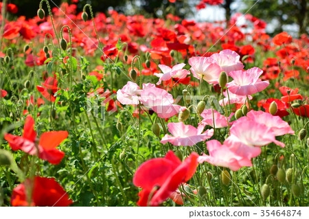 罌粟 罌粟 35464874