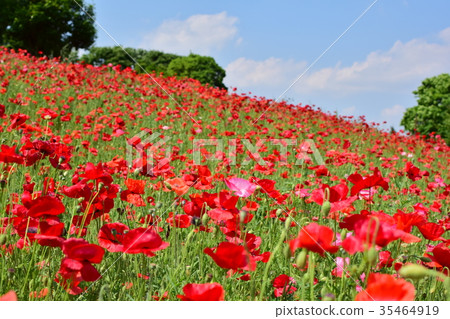 Poppy Poppy 35464919