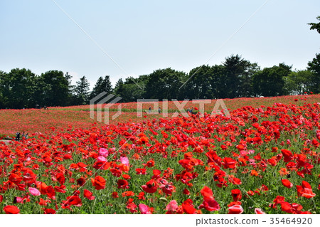 罌粟 35464920