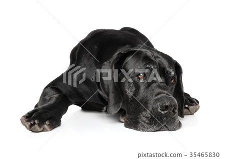Great Dane lying down 35465830