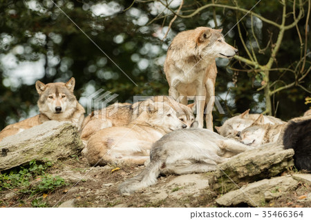 A pack of wolves on a rock 35466364