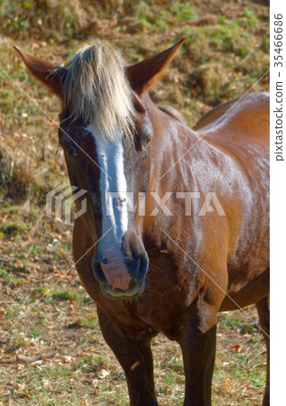 A portrait of a horse A portrait of a horse 35466686