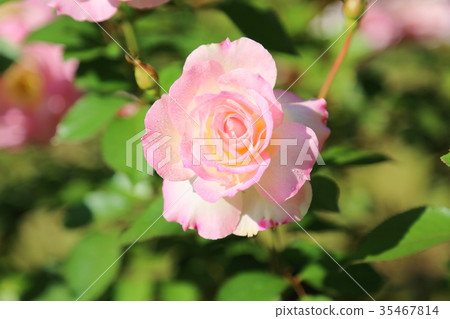 Roses flower Matilda Roses flower Matilda 35467814