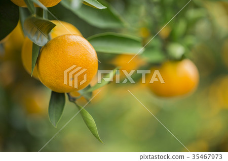 Mandarin orange Mandarin orange 35467973