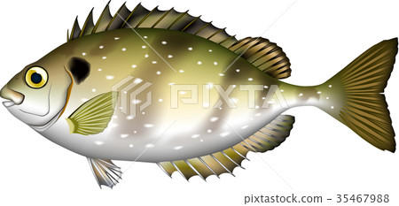 魚例證Aigo EPS 35467988