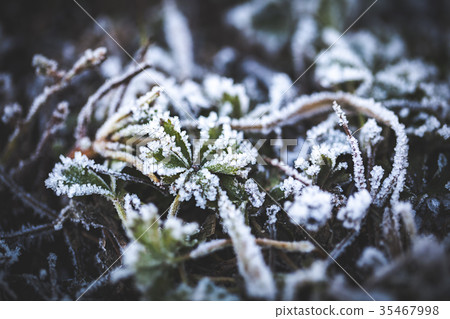 Rime on leaves. Covered on edges of white crystals 35467998