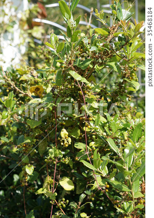 Young fruit of the hexangula Young fruit of the hexangula 35468184