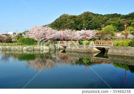 Wakaura Mitaraiike and Sakura Wakaura Mitaraiike and Sakura 35468256