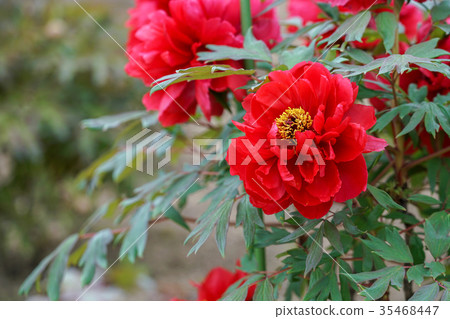 紅牡丹 紅牡丹 35468447