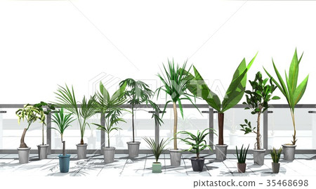 Foliage plant  35468698