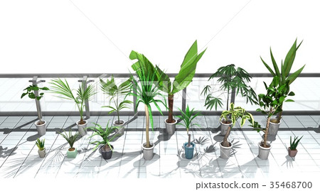 Foliage plant  35468700