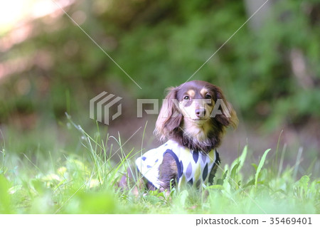 Dax Kaninhen小型犬 Dax Kaninhen小型犬 35469401