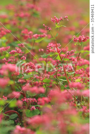 Nature Plants Buckwheat, a variety of red flowers. It will be delicious soba like the white flower varieties Nature Plants Buckwheat, a variety of red flowers. It will be delicious soba like the white flower varieties 35469411