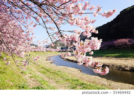 Southern Cherry Blossoms and Rape Blossom Festival 35469492