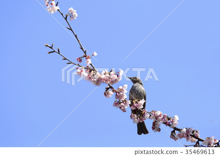 Cherry blossoms and birds Cherry blossoms and birds 35469613