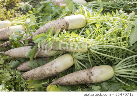 Harvested radish Harvested radish 35470712