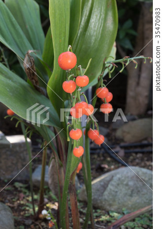 Lily of the valley 35470983