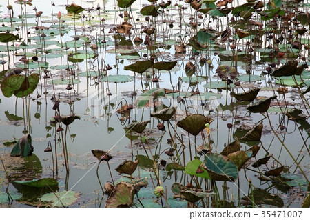 Lotus pond  35471007