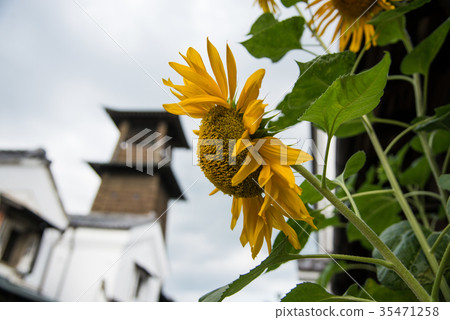 Sunflower and time bell 35471258